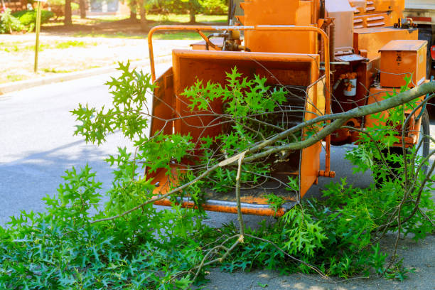 The Steps Involved in Our Tree Care Process in Mountain Home, NC